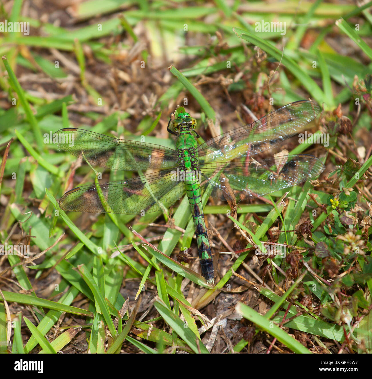 Grüne Libelle, die schwer zu sehen, auf der Wiese Stockfoto