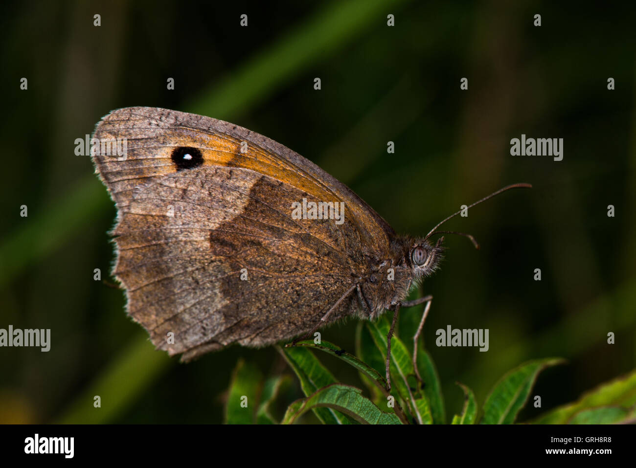 Profil von Gatekeeper - Pyronia Tithonus, manchmal bekannt als das Hedge-braun. Gefunden Sie bei Willington, Derbyshire, England, UK Stockfoto