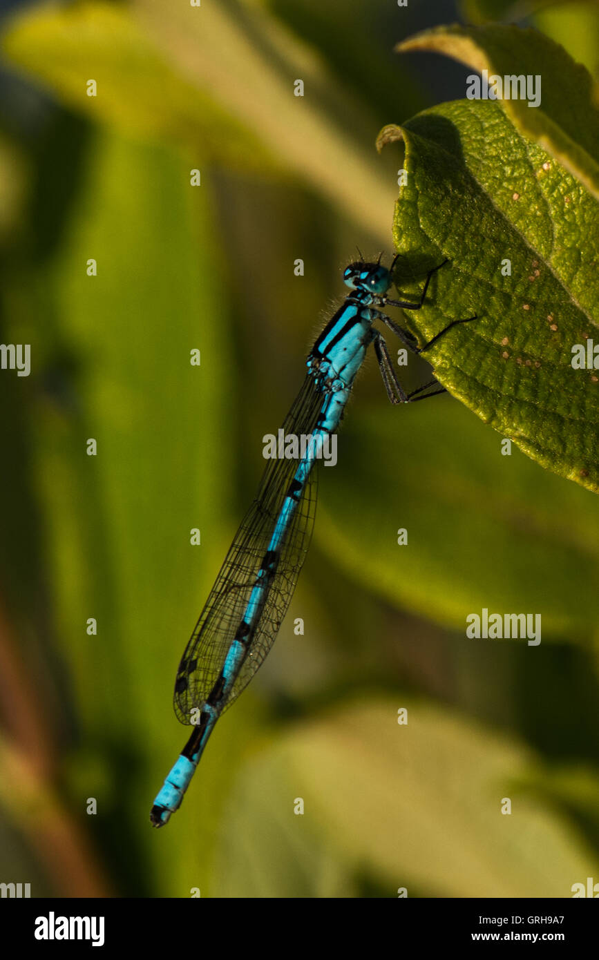 Gemeinsamen Blue Damselfly - Enallagma Cyathigerum Aufnahme in Willington, Derbyshire, England, UK Stockfoto