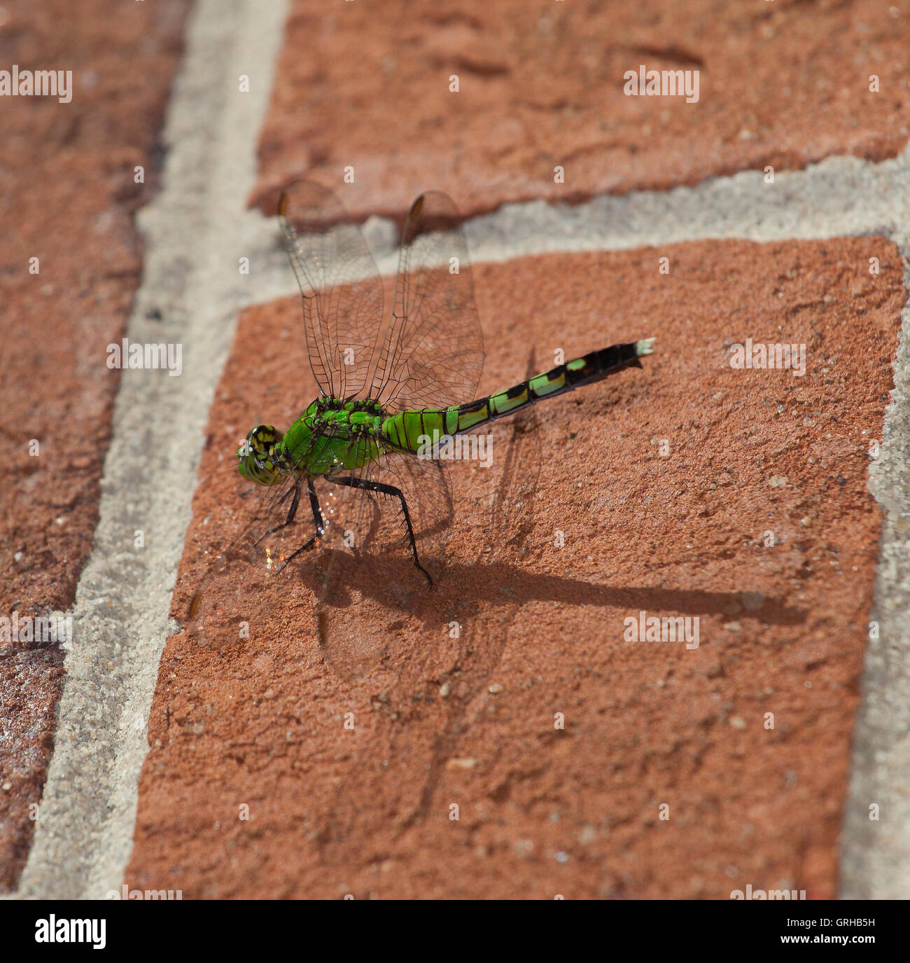 Libelle mit einem grünen Körper und Kopf sitzt auf Ziegel Stockfoto