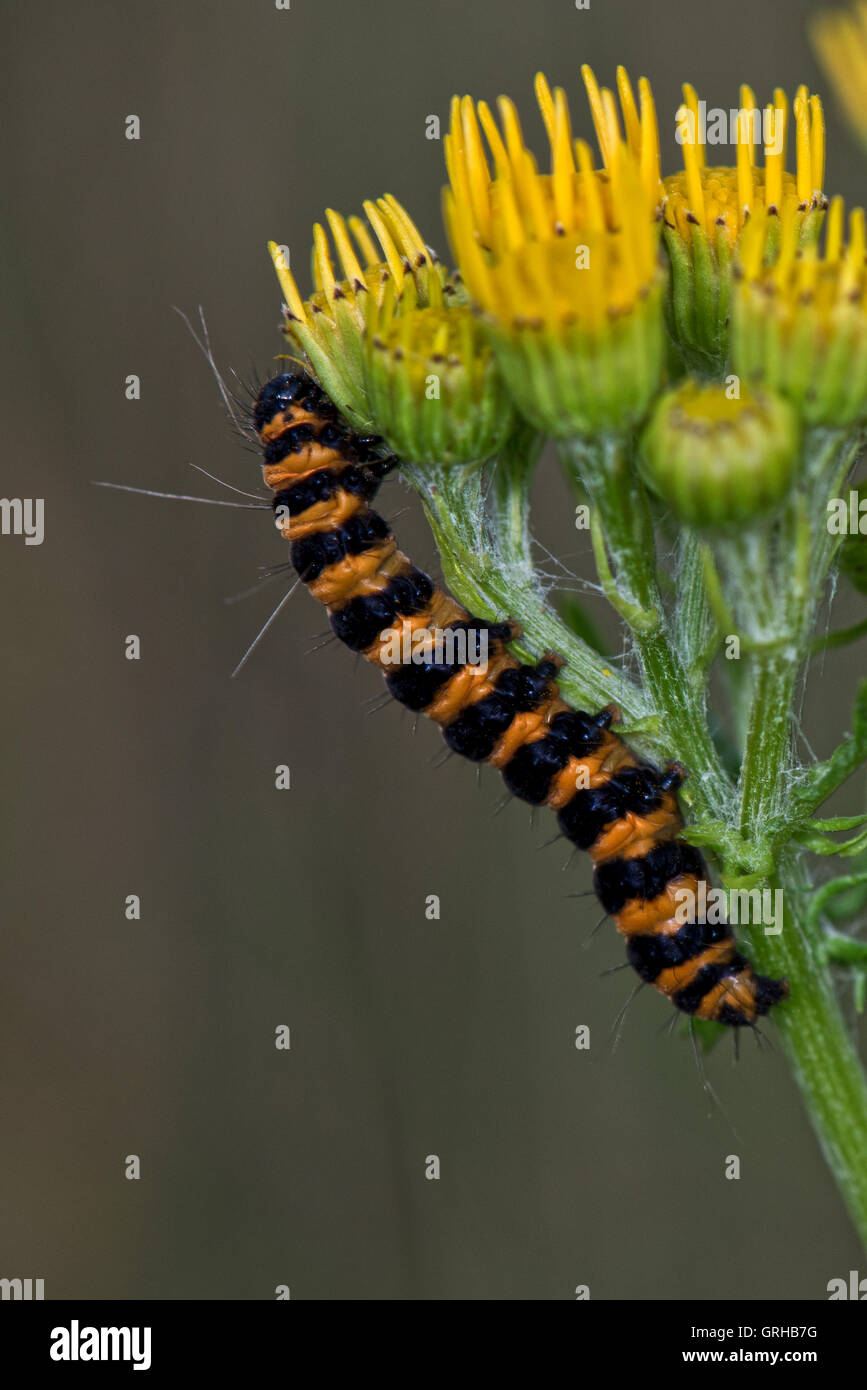 Zinnober Moth Caterpillar - Tyria Jacobaeae Aufnahme in Willington, Derbyshire, England, UK Stockfoto