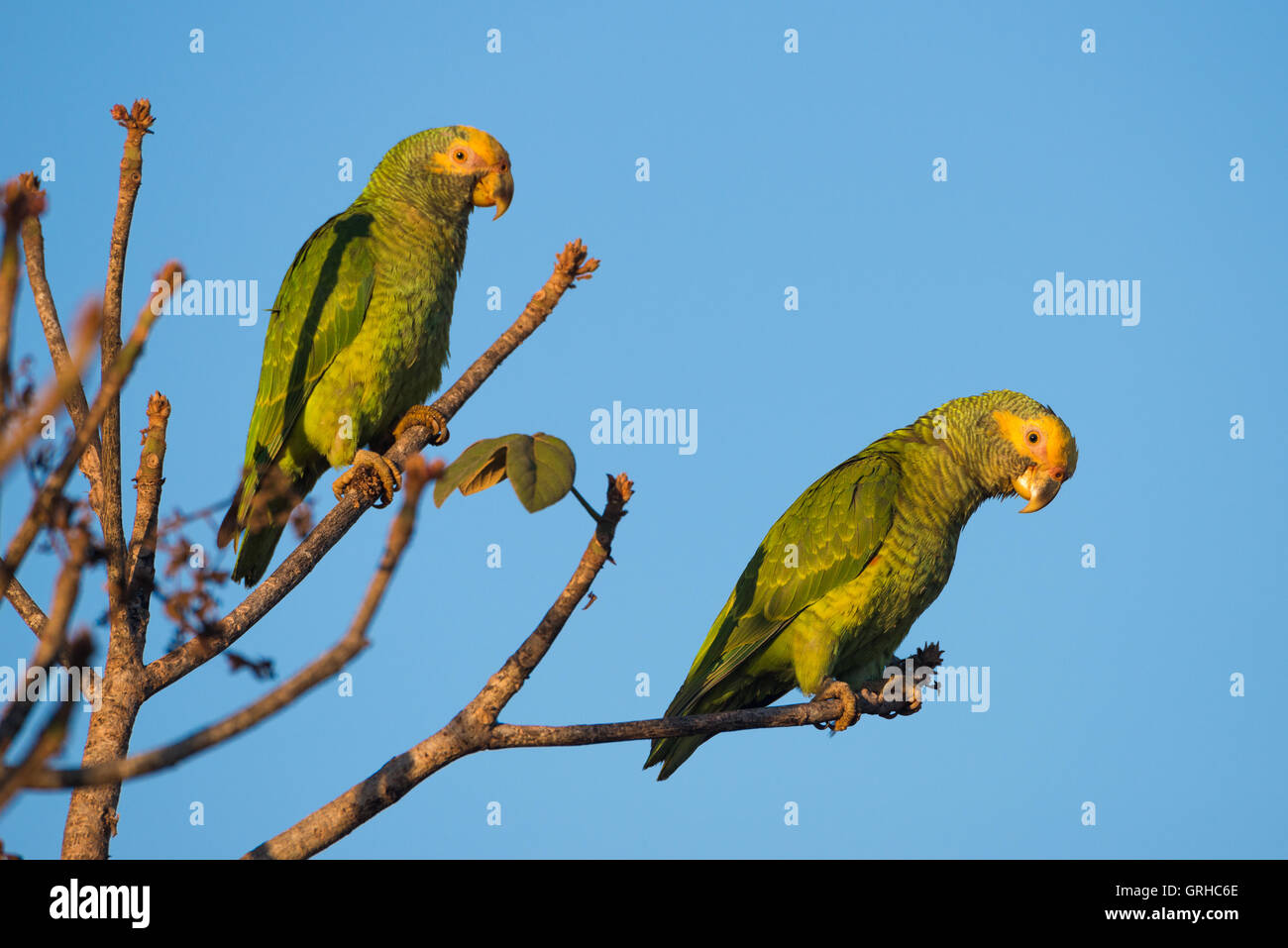 Vom Aussterben bedrohte gelb-faced Papageien in Zentral-Brasilien Stockfoto