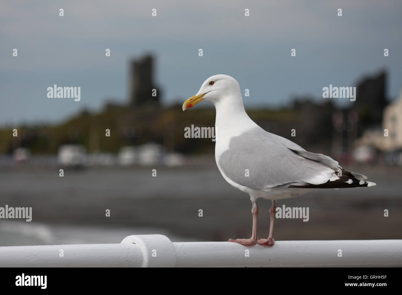 Möwe sitzt auf dem Zaun mit Blick auf die Burgruine von Aberystwyth Stockfoto