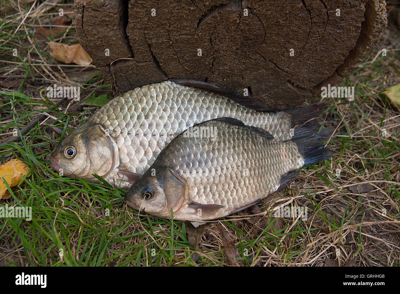 Süßwasserfische, die gerade aus dem Wasser genommen werden. Karausche Fisch oder Carassius auf dem grünen Rasen. Stockfoto
