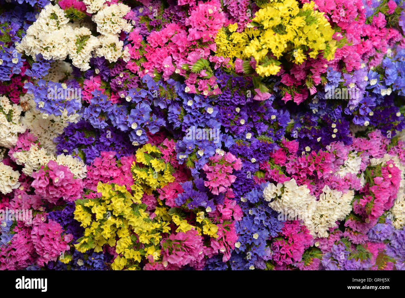 Bouquet von wilden Blumen in verschiedenen Farben Stockfoto