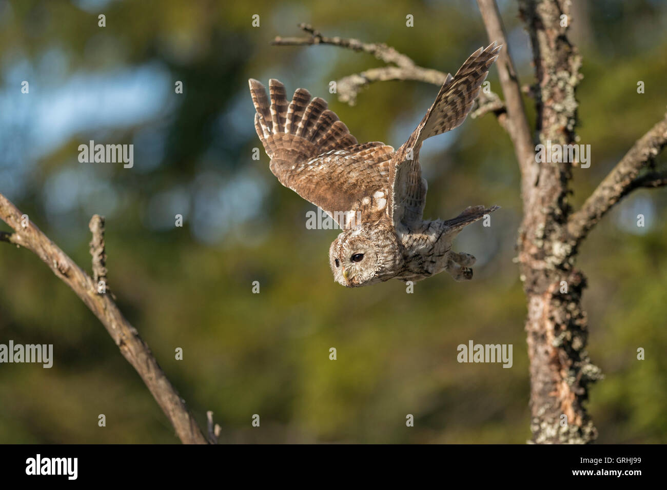 Waldkauz / Waldkauz (Strix Aluco) während des Fluges, ausziehen von einem toten Baum, grüne Bäume hinter, frontalen Seitenansicht. Stockfoto