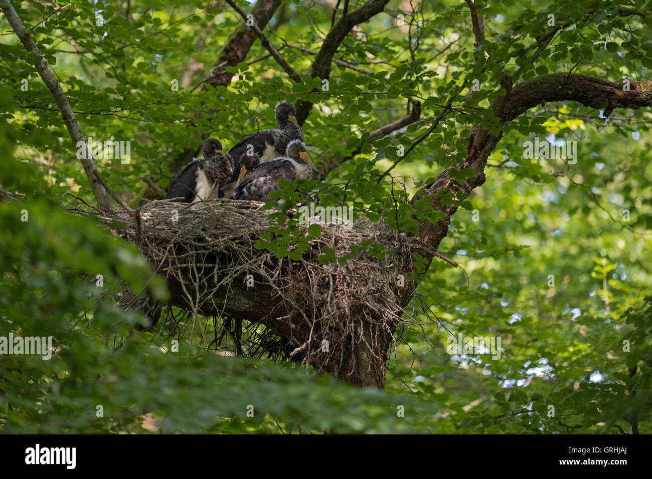 Schwarzstörche ( Ciconia nigra ), entspannte Nachkommen im Nest, Nistende hoch oben in einer alten Buche, schlafend, Wildtiere, Europa. Stockfoto
