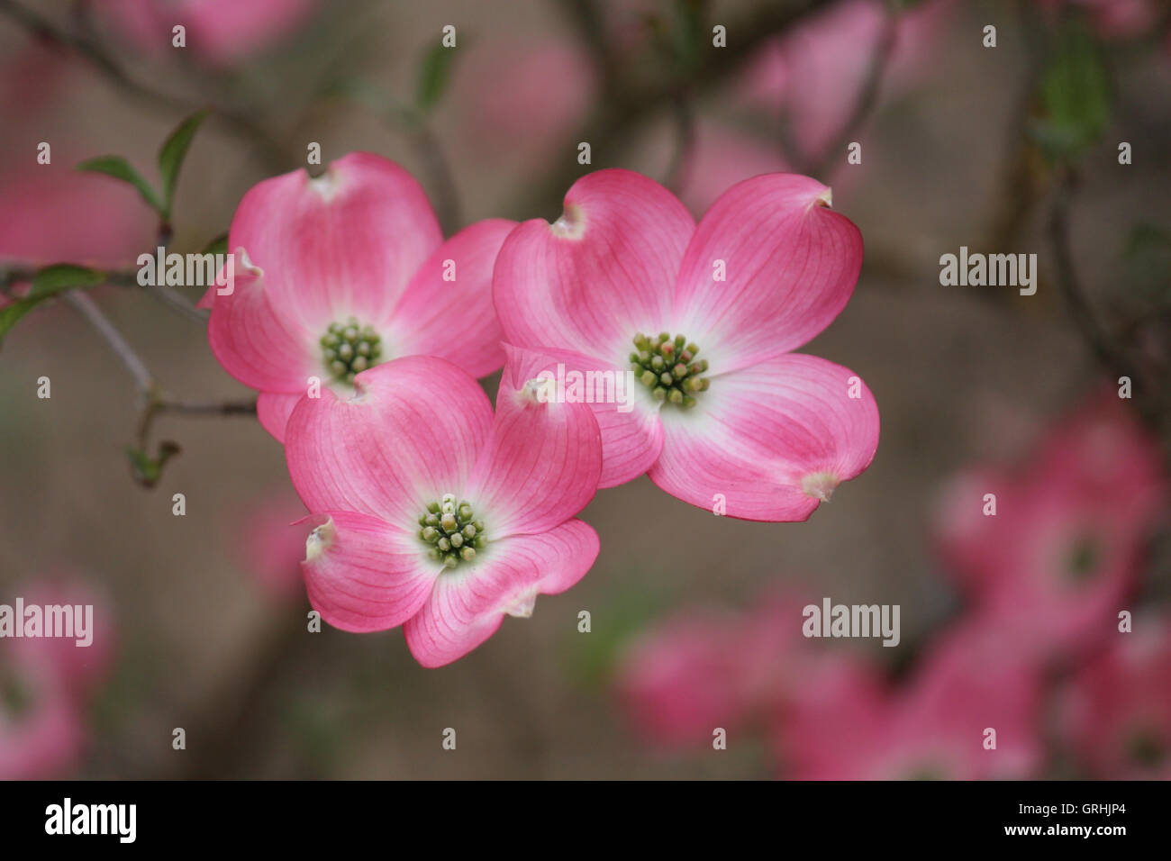 Pink, zarte Blüte Hartriegel Baum, verträumt, weich, Zweig, Frühling Stockfoto
