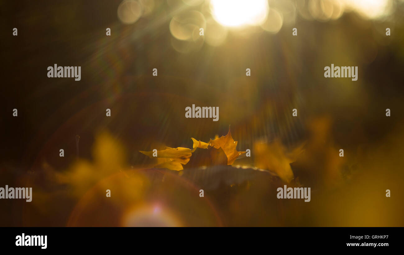 Blätter fallen, Herbst, Hintergrund mit sonnigen Strahlen im Park, Helios-Objektiv Stockfoto