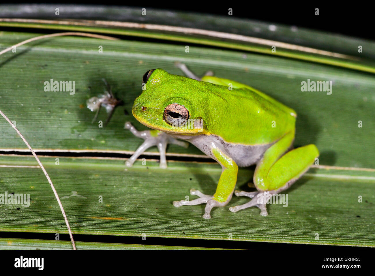 Nachtaktives tier Fotos und Bildmaterial in hoher Auflösung Alamy