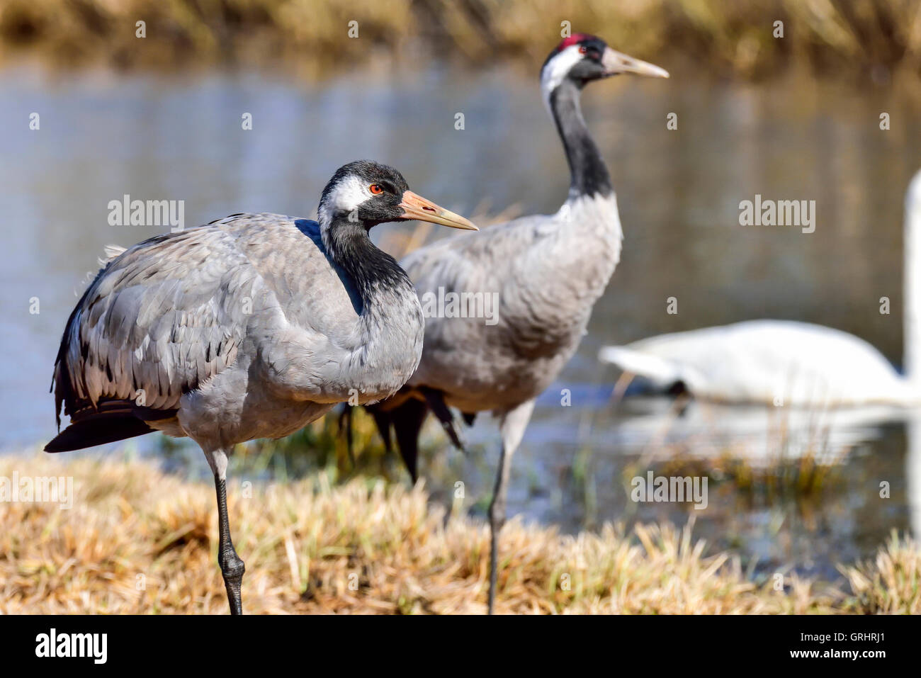 Eurasische Kranich Stockfoto