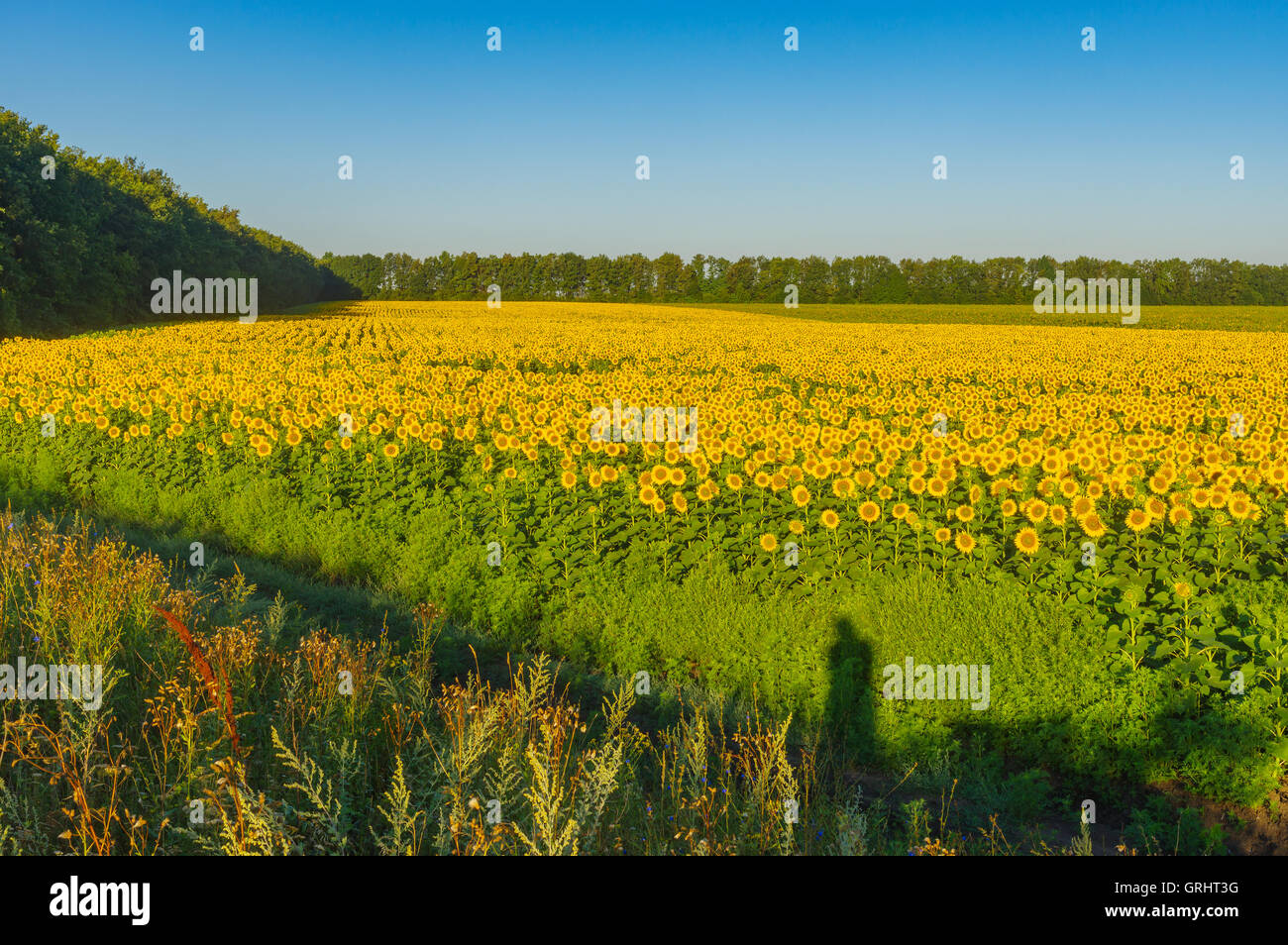 Morgen-Landschaft mit Sonnenblumen Feld in die Zentralukraine Stockfoto