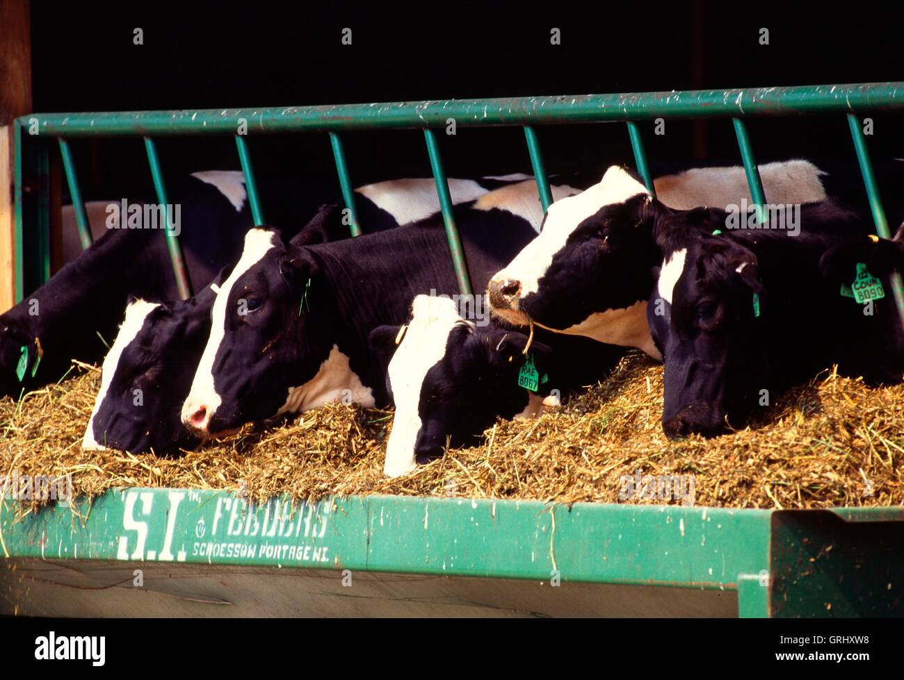 Holstein Kühe ernähren sich von Getreide auf einem Bauernhof. Stockfoto