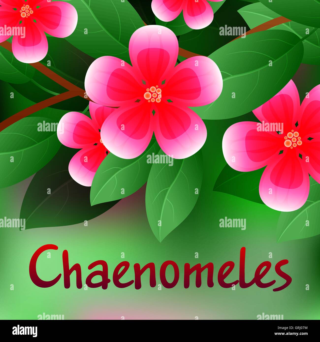 Schöne Frühlingsblumen Chaenomeles. Karten oder Ihr Design mit Platz für Text. Vektor Stock Vektor
