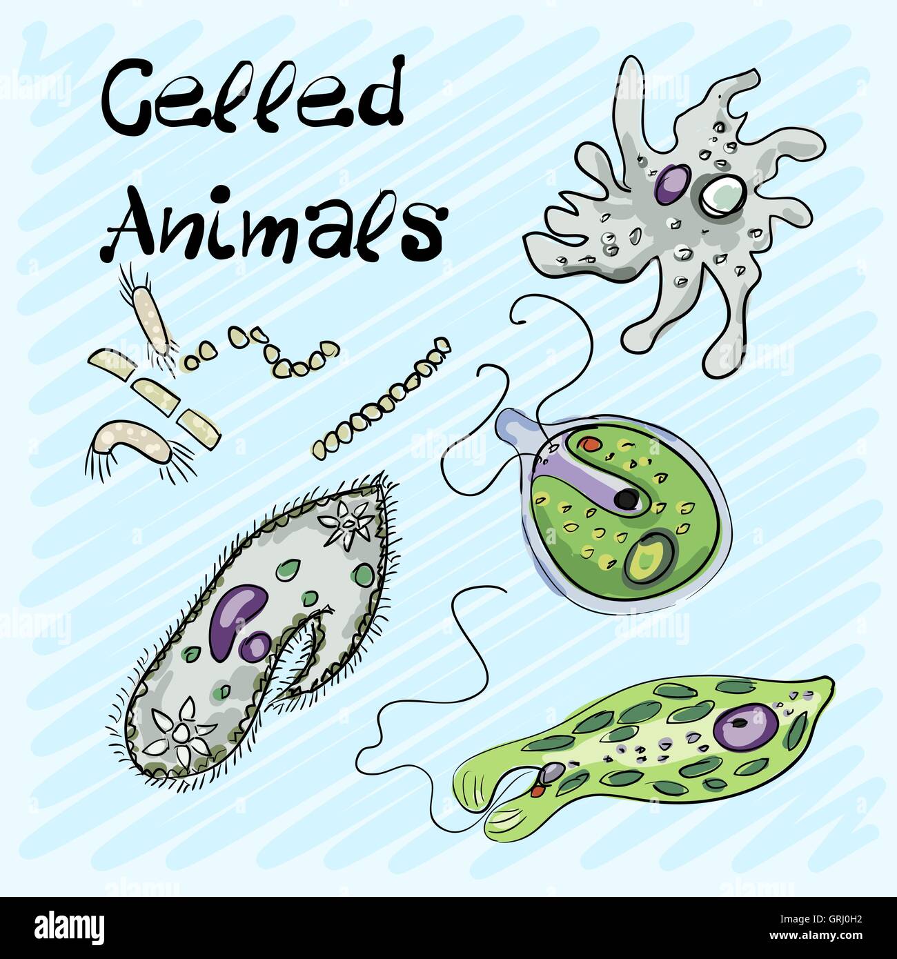 Reihe von einzelnen-celled Tiere handgezeichneten auf blauem Grund. Vektor Stock Vektor