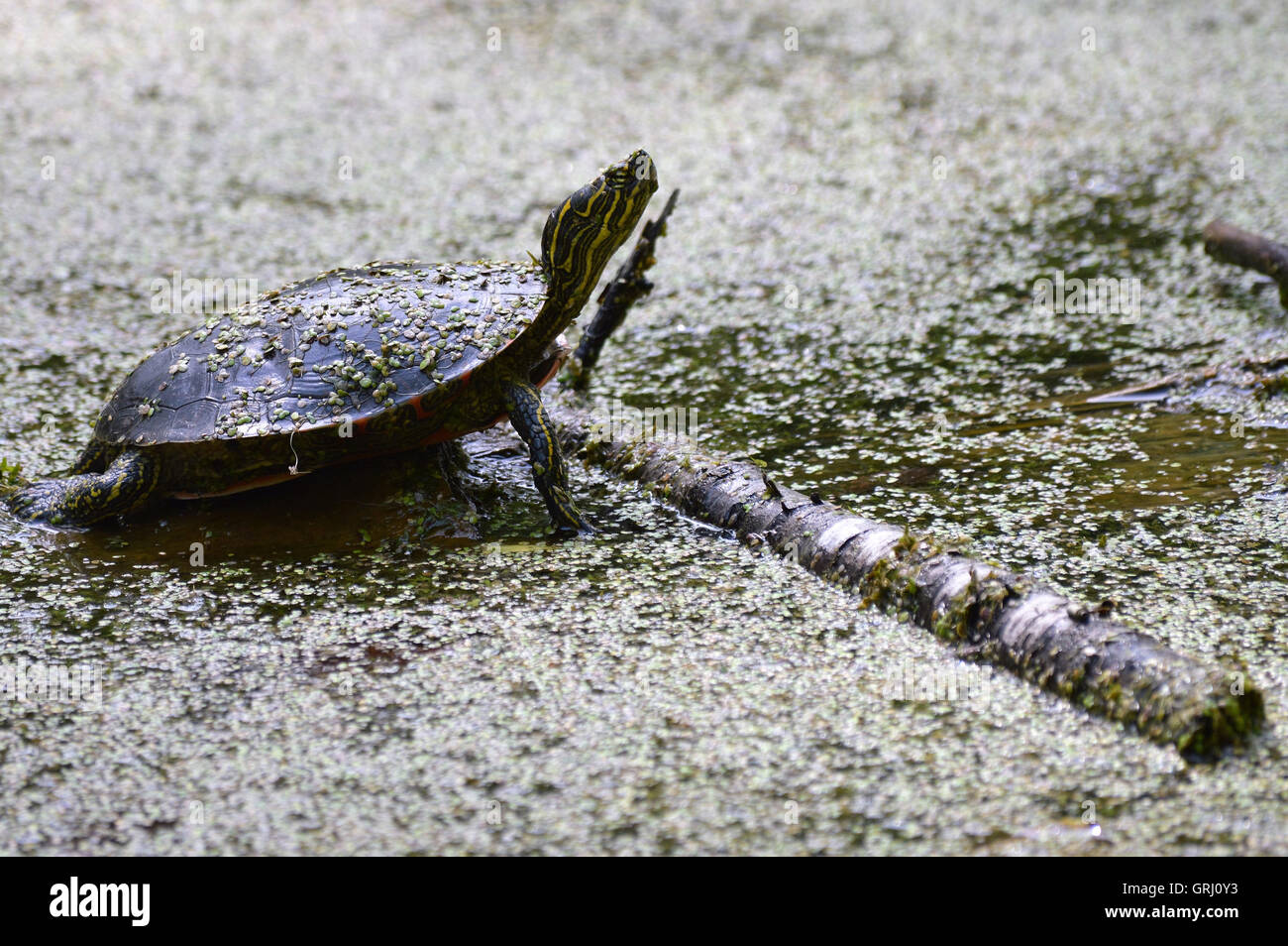 Braunalgen teich Fotos und Bildmaterial in hoher Auflösung Alamy