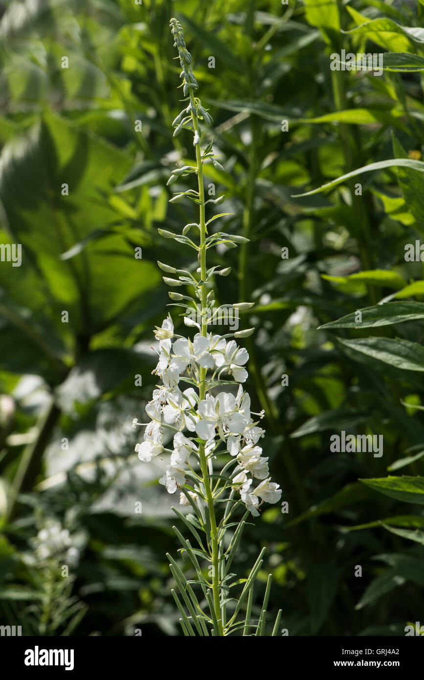 Chamerion Angustifolium var. Album, weiße Rosebay Weidenröschen wächst in eine Hecke, Surrey, UK. Juni. Stockfoto