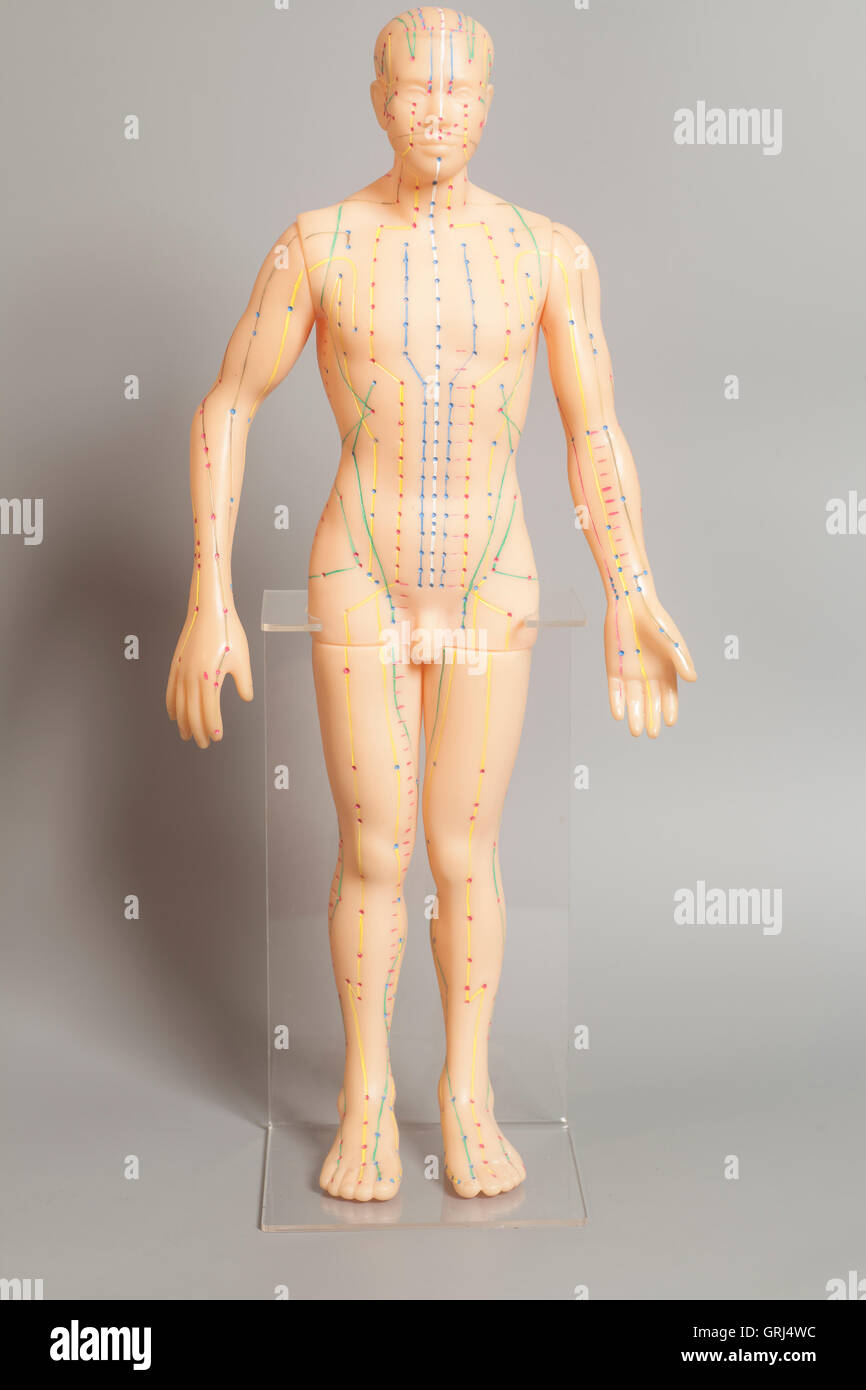 Medizinische Akupunkturmodell der menschlichen auf grauem Hintergrund Stockfoto