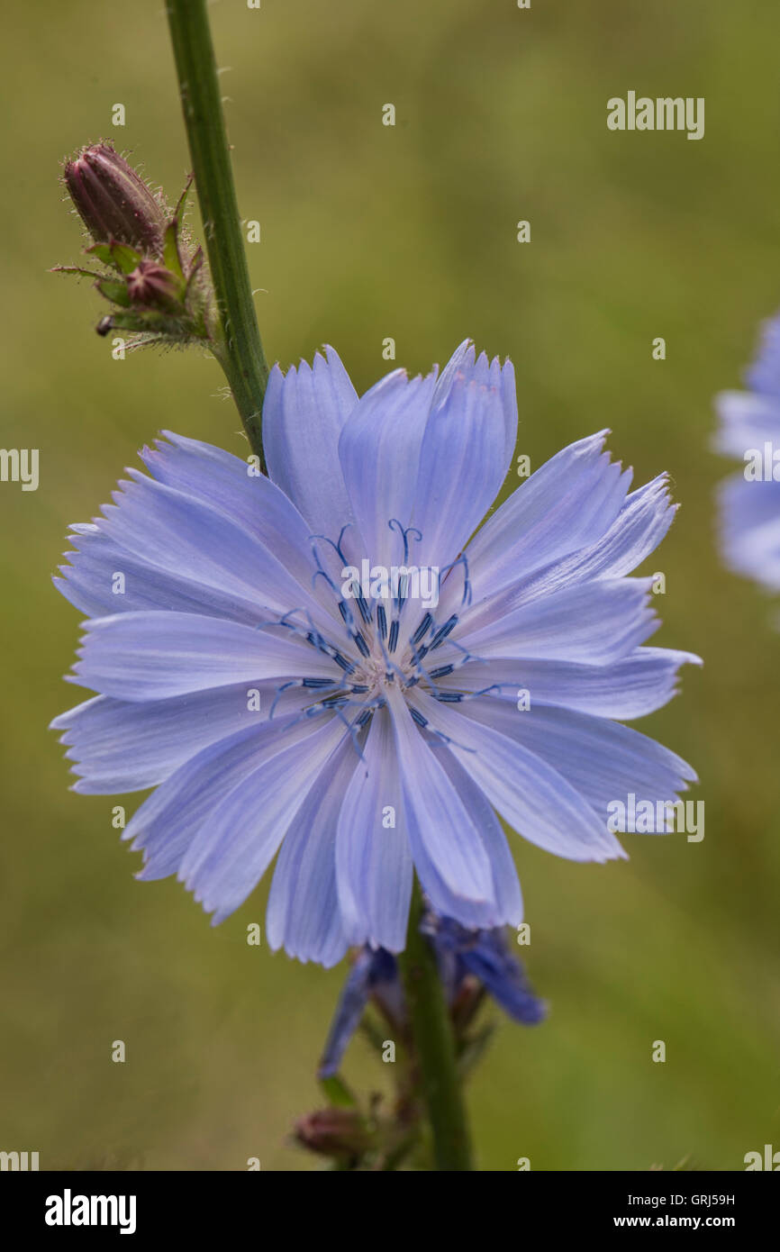 Cichorium Intybus, gemeinsame Chicorée wächst in Meadowlands, Surrey, UK. Juni. Stockfoto