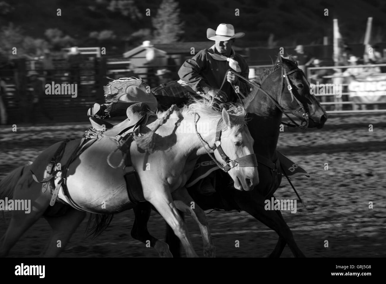 Aktion während der Sattel Bronc Reiten Wettbewerb in Snowmass Rodeo, Snowmass, Colorado Stockfoto