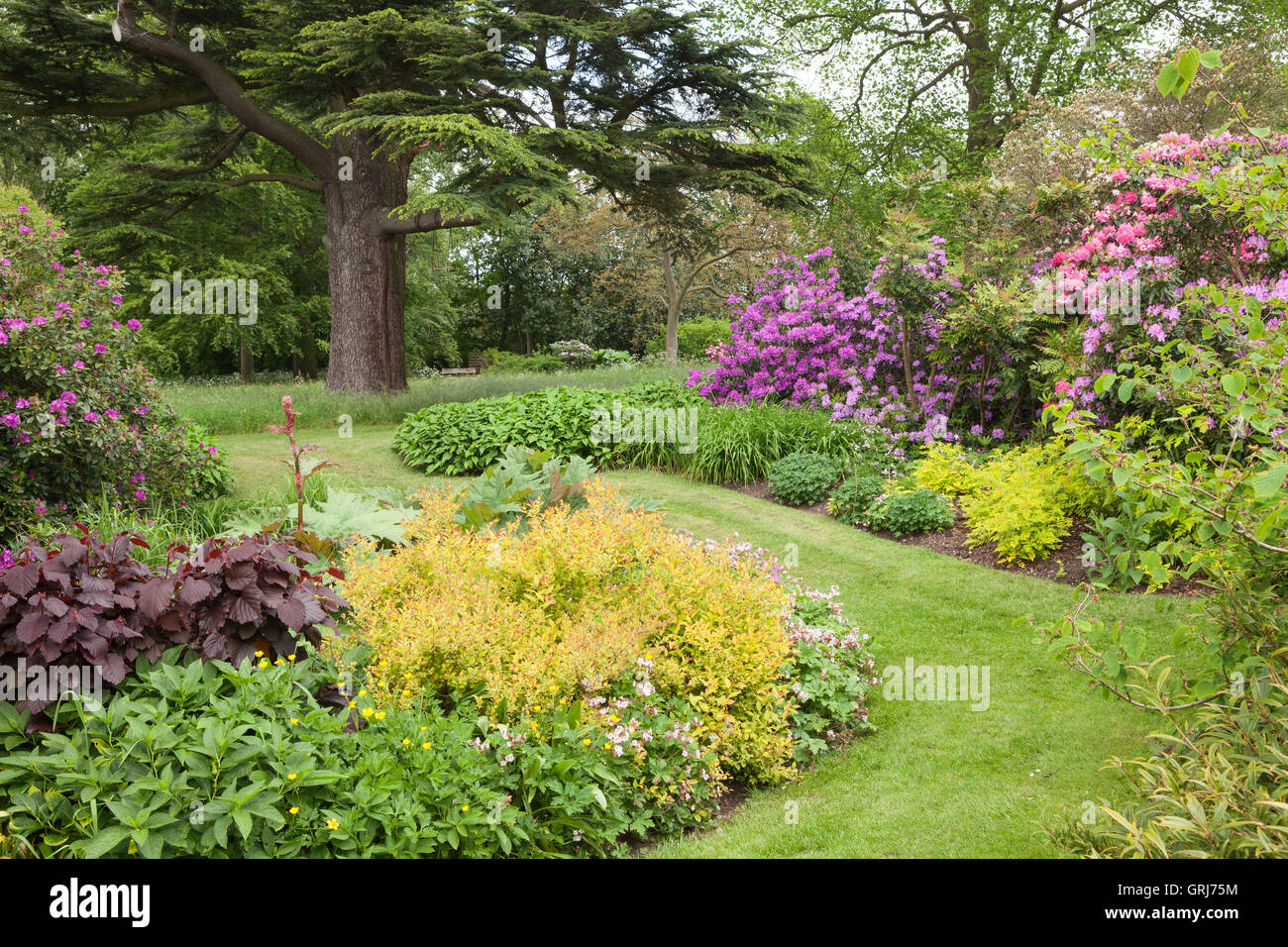 Doddington Hall und Gärten, Lincolnshire, UK. Iris im Westen Garten während Iris Woche. Frühling, Mai 2016. Stockfoto