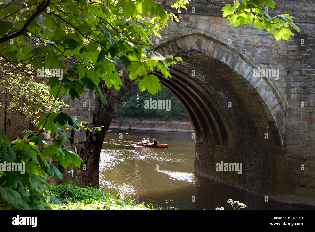 Rudern auf dem Fluss Wear, Durham Stockfoto