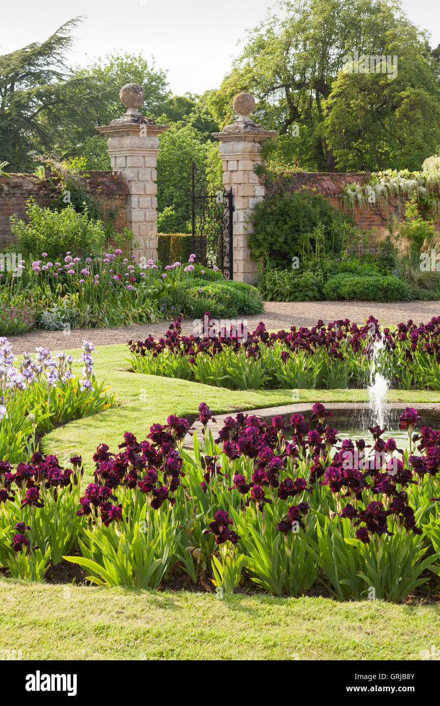 Doddington Hall und Gärten, Lincolnshire, UK. Iris im Westen Garten während Iris Woche. Frühling, Mai 2016. Stockfoto