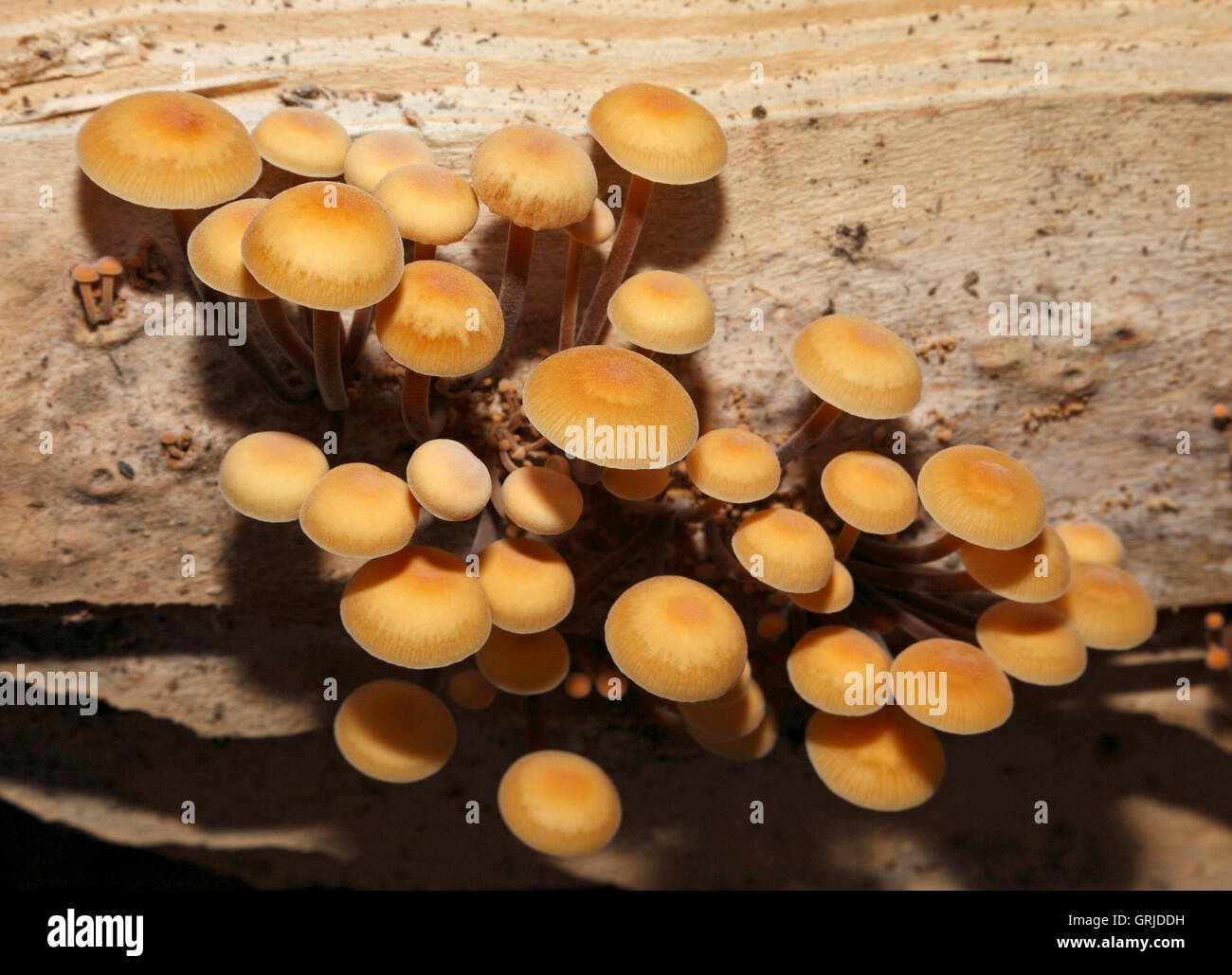 Samt Schaft Pilze (Flammulina Velutips), Kent, UK Stockfoto