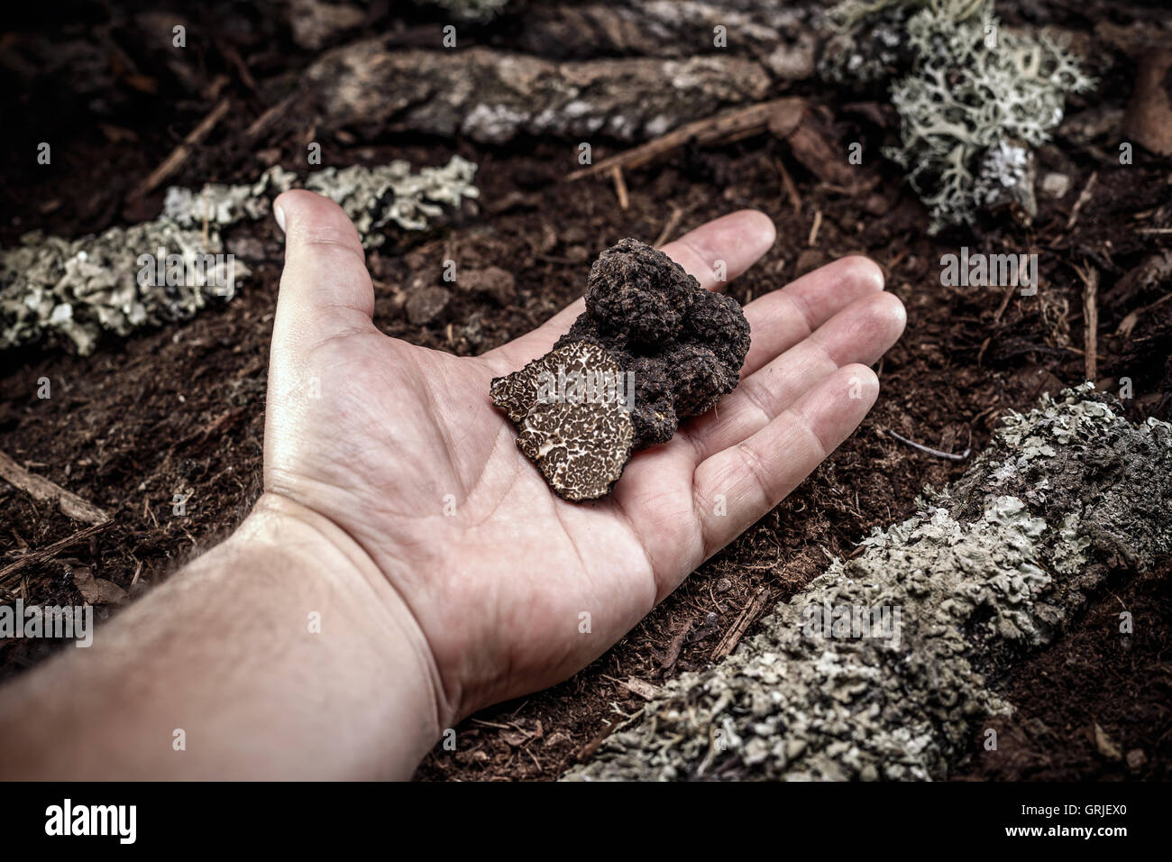 Hand des Menschen zeigt eine schwarze Trüffel Stockfoto