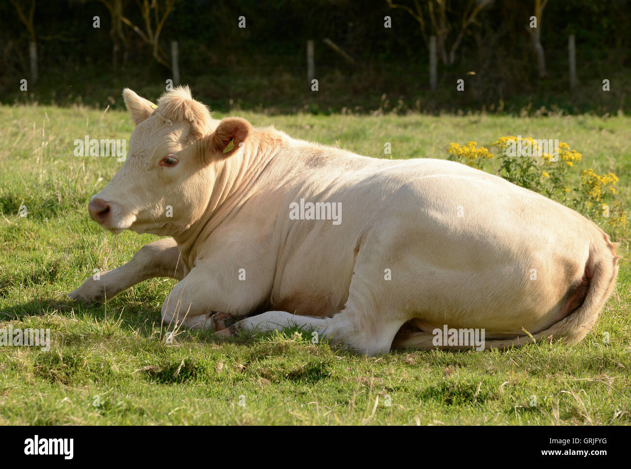 Einem Ochsen in einem Feld liegend Stockfoto