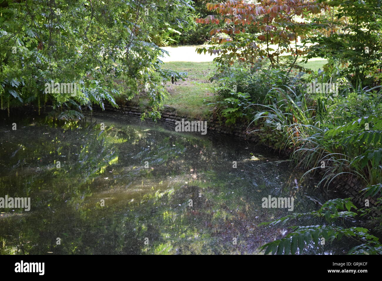 kleinen Teich umgeben von Pflanzen Stockfoto