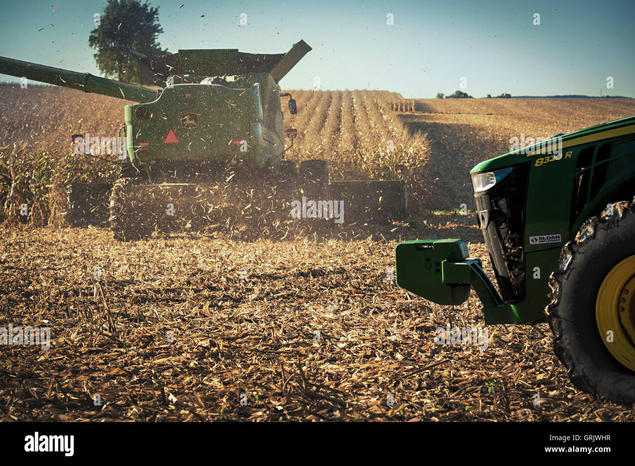 Herbst-Maisernte Stockfoto