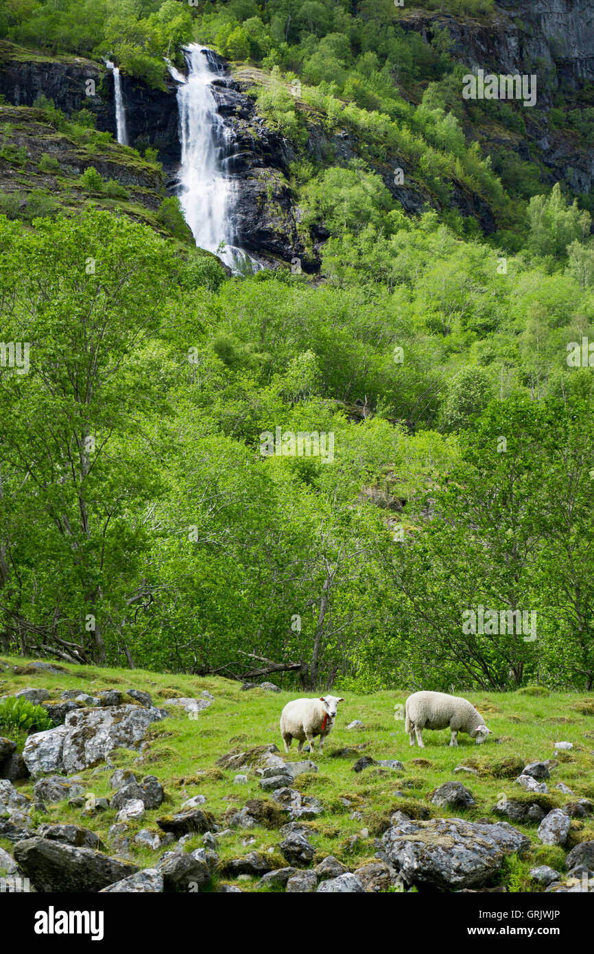 Schafe in einem grasbewachsenen Berg Feld unter einem Wasserfall in Fl├Ñm Norwegen Stockfoto