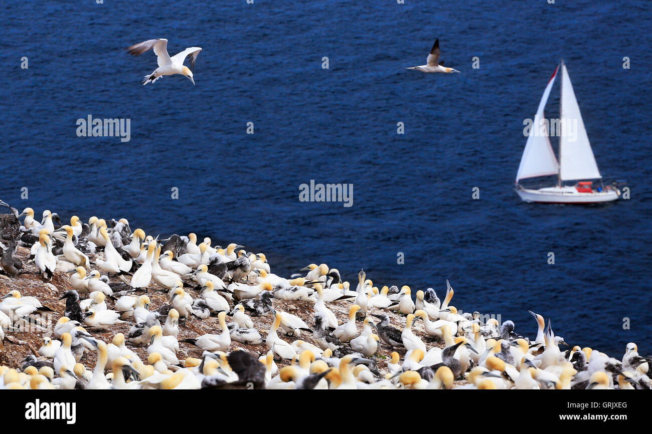 Kolonie von Basstölpeln und Yacht Segeln in der Nähe von Bonaventure Island in Quebec, Kanada Stockfoto