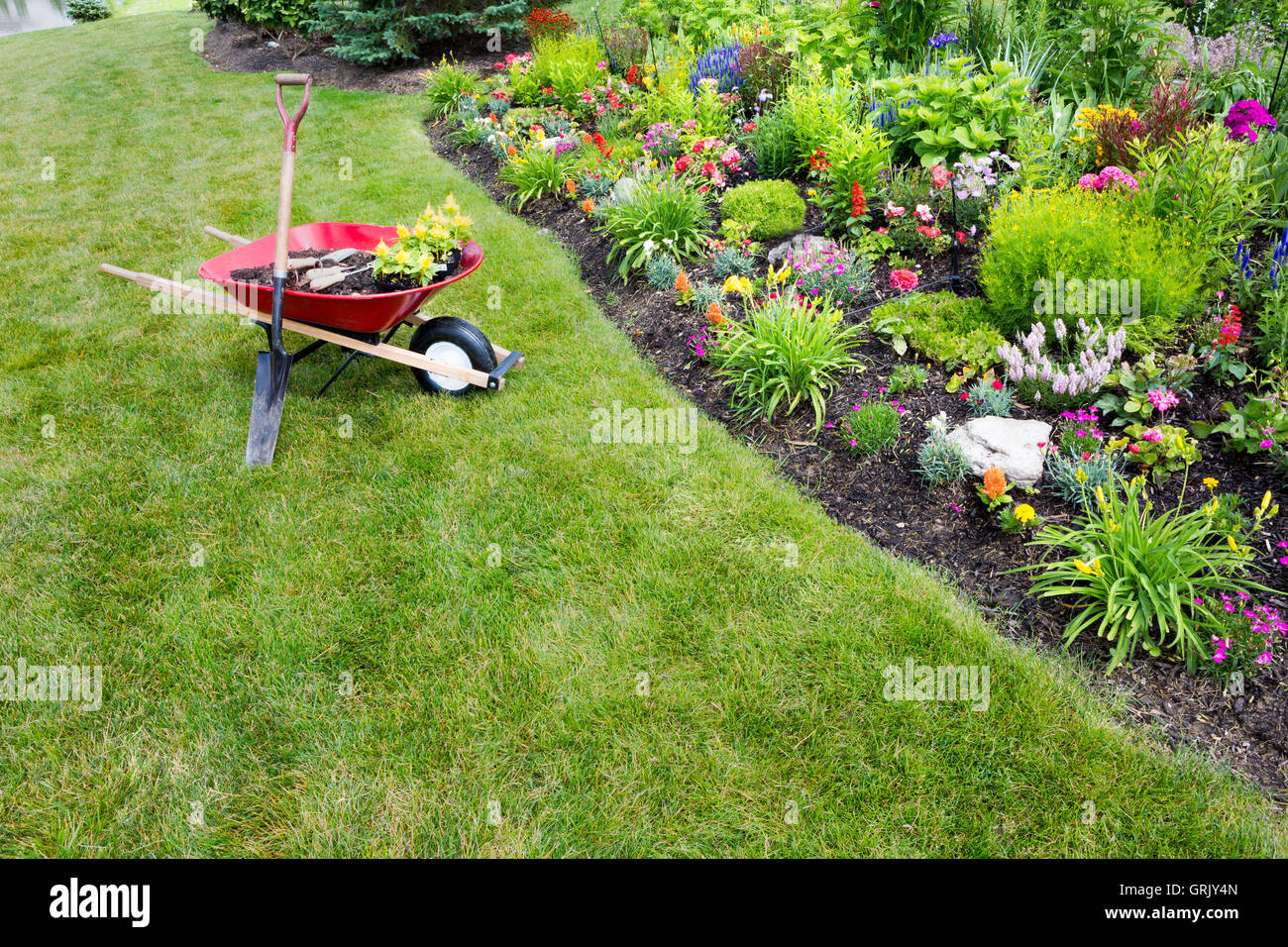 Garten Arbeit verpflanzend Celosia Sämlinge in einem neu angelegten Fllowerbed mit bunten dekorativen Blüte pla Stockfoto