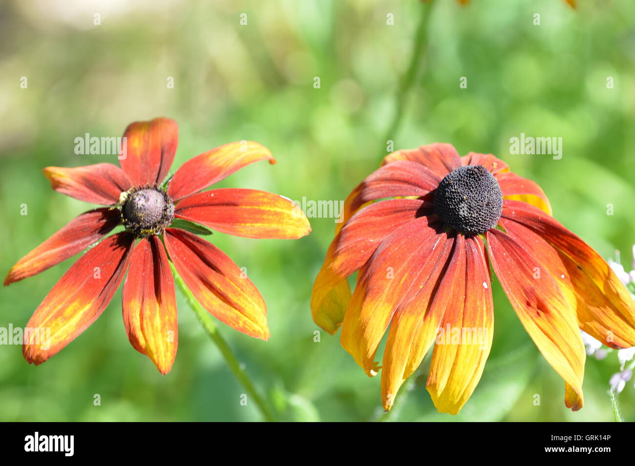 Bunten Blumen im Garten an einem Sommertag Stockfoto