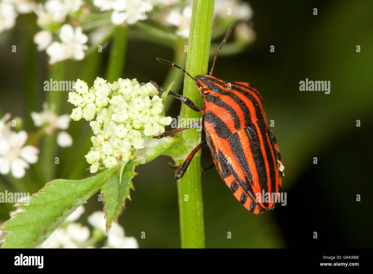 Streifenwanze, Streifen-Wanze, Graphosoma Lineatum, italienische Striped-Bug, Striped-Bug, Minstrel Bug Stockfoto