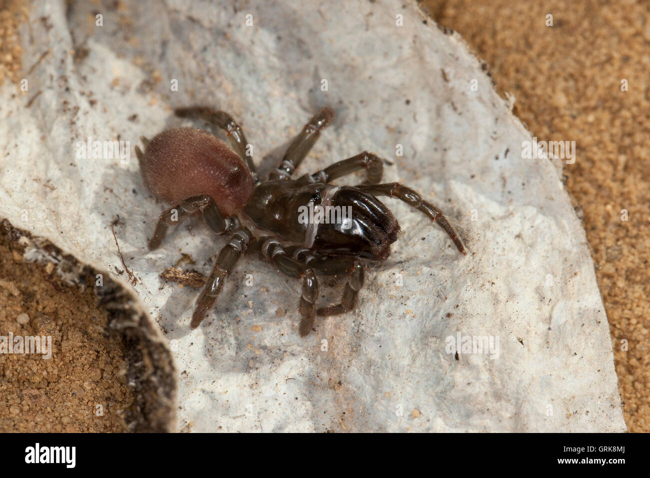 Gemeine Tapezierspinne, Tapezier-Spinne, Atypus Affinis, Vogelspinne Spinne, Tapezierspinnen, Atypidae, atypische Tarantulas, Pursew Stockfoto