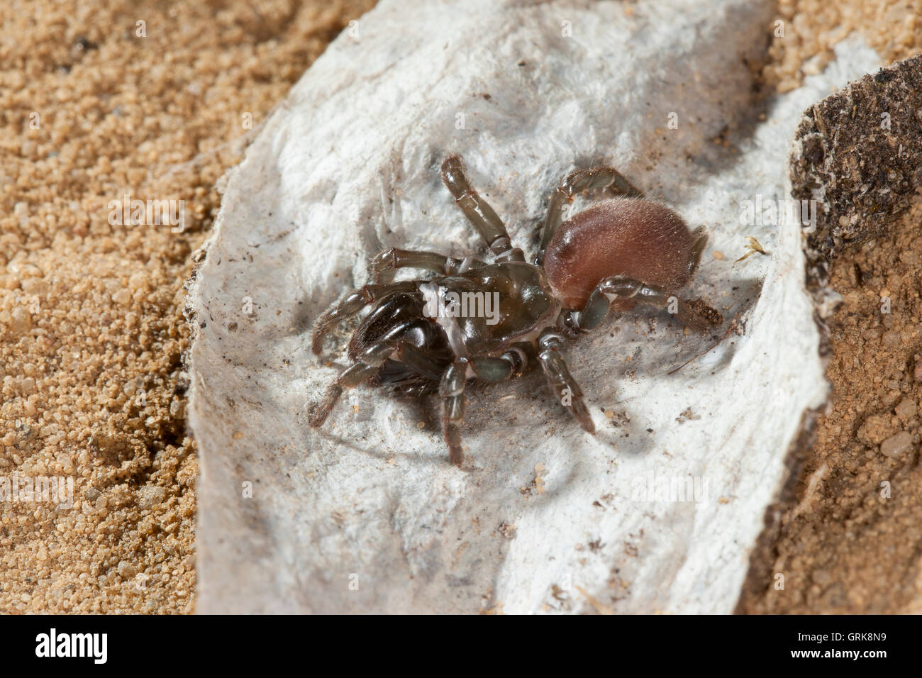 Gemeine Tapezierspinne, Tapezier-Spinne, Atypus Affinis, Vogelspinne Spinne, Tapezierspinnen, Atypidae, atypische Tarantulas, Pursew Stockfoto