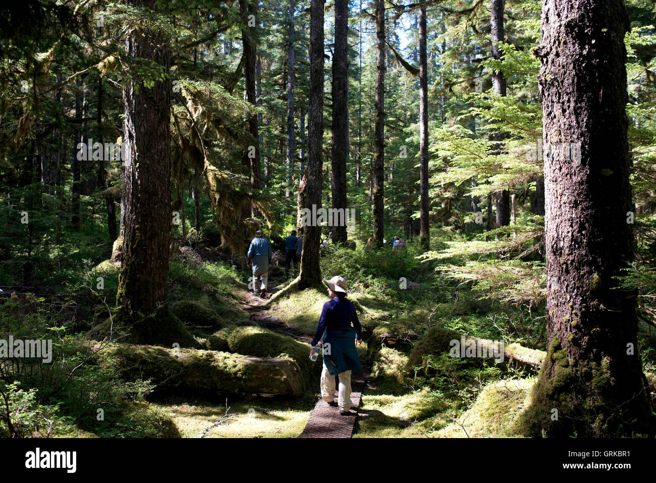 Wald-Rundwanderweg, Bartlett Cove, Glacier Bay Nationalpark, Alaska, USA. Hier stand vor 200 Jahren die Schnauze von einer 100-Meile Stockfoto