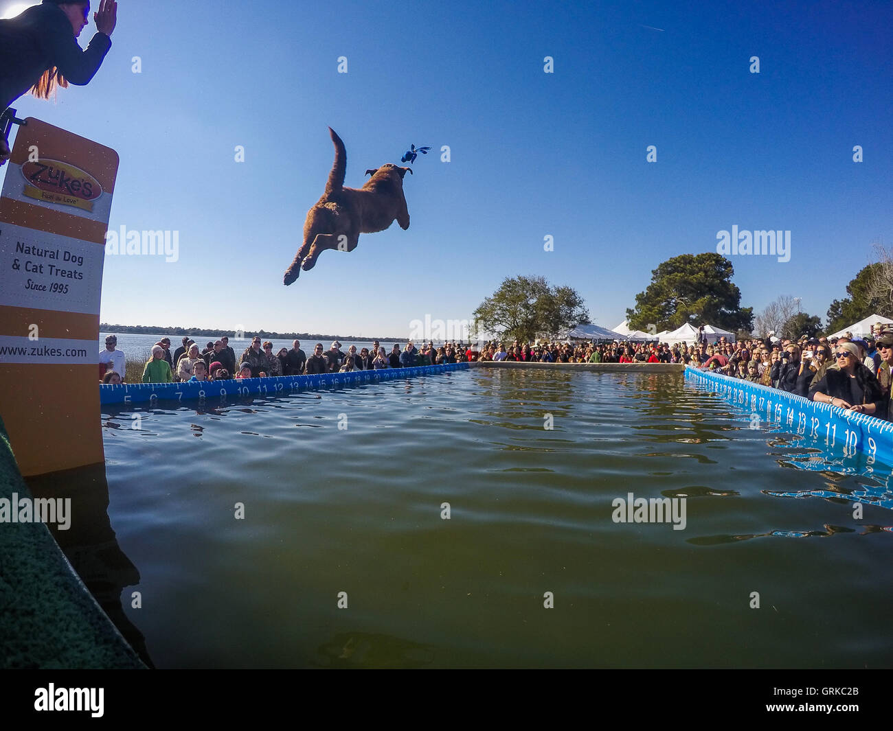 Dock Hunde Springprüfung in Charleston, South Carolina. Hunde können bis zu 30 Fuß aus dem Dock springen. Stockfoto