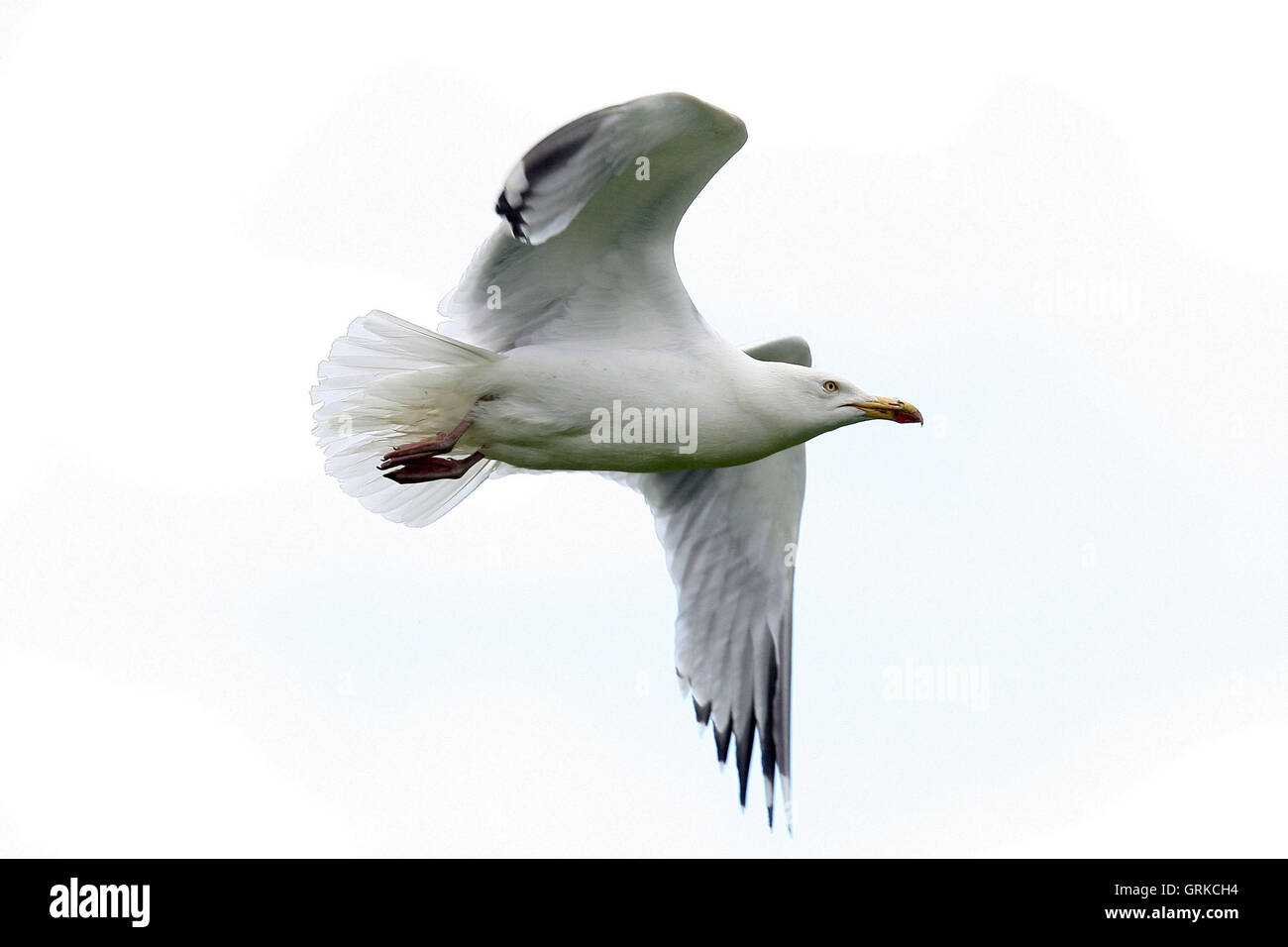 Eine Möwe fliegt über den Boden - Gloucestershire CCC Vs Essex CCC - LV County Championship Division zwei Cricket am Cheltenham College - 07.11.12 Stockfoto