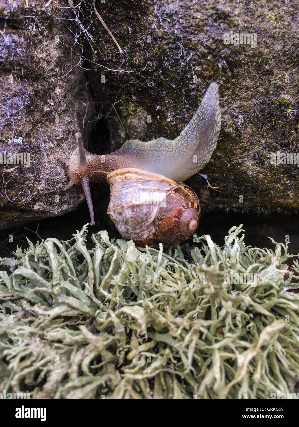 Schnecke mit narbigen Schale Stockfoto