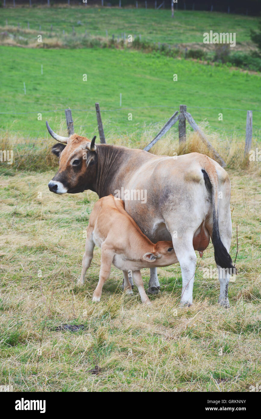 Rinder auf der Weide Livradois Forez Auvergne Frankreich Stockfoto