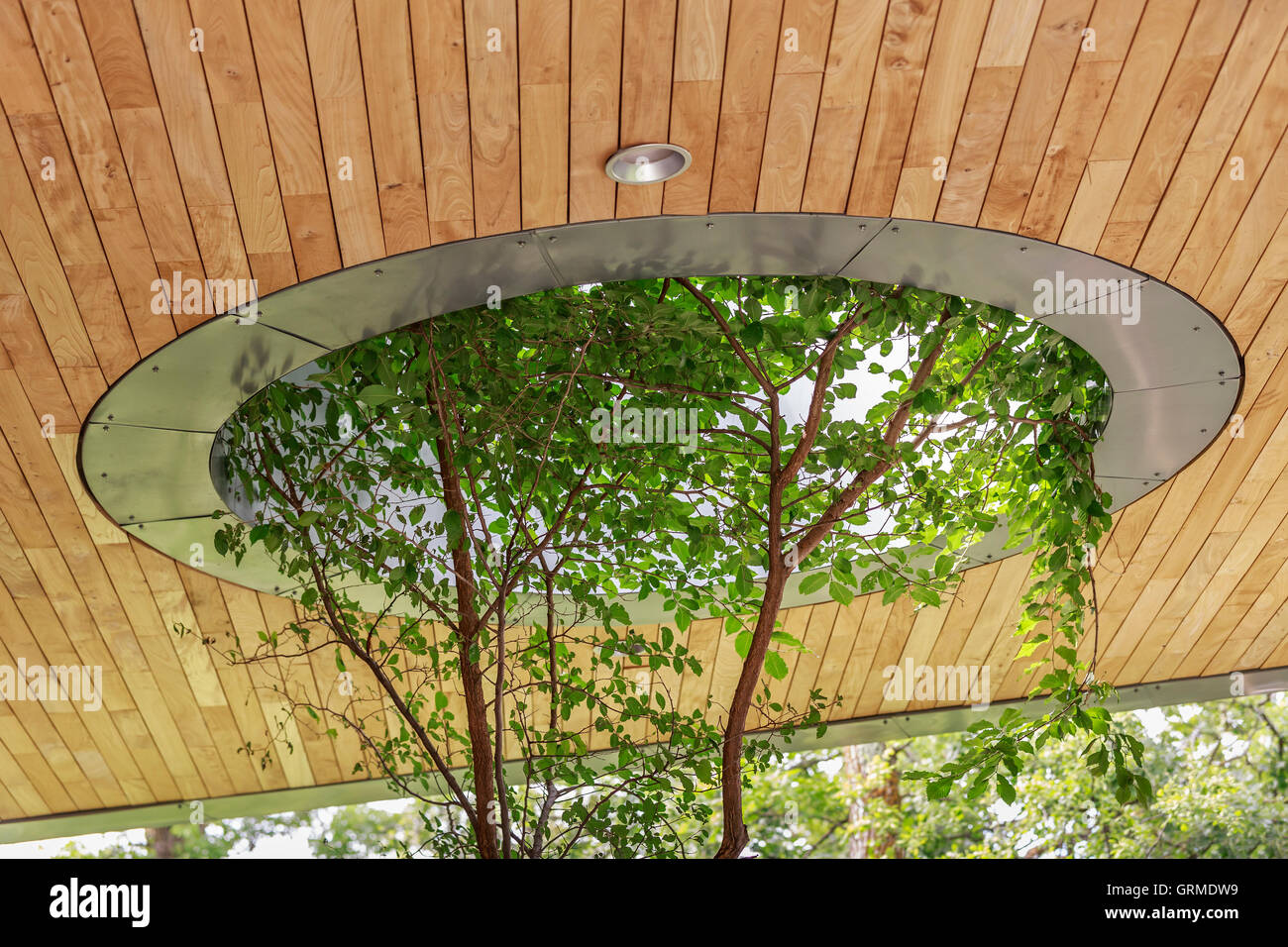 Baum wächst durch ein Dach Dachfenster an der Qualico Familie Mitte, Assiniboine Park, Winnipeg, Manitoba, Kanada. Stockfoto