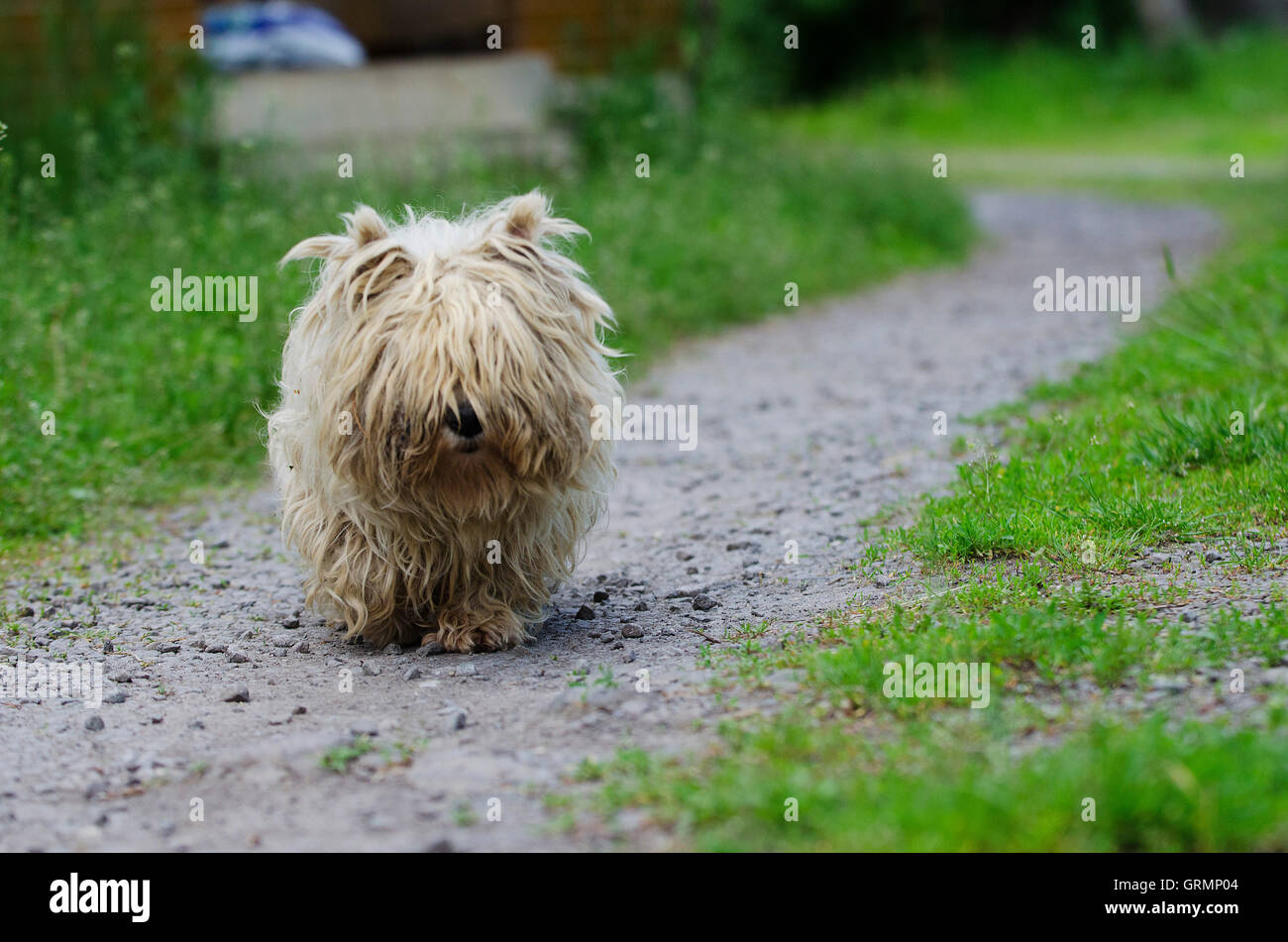 Dirty Dog auf Land, Europa Stockfoto