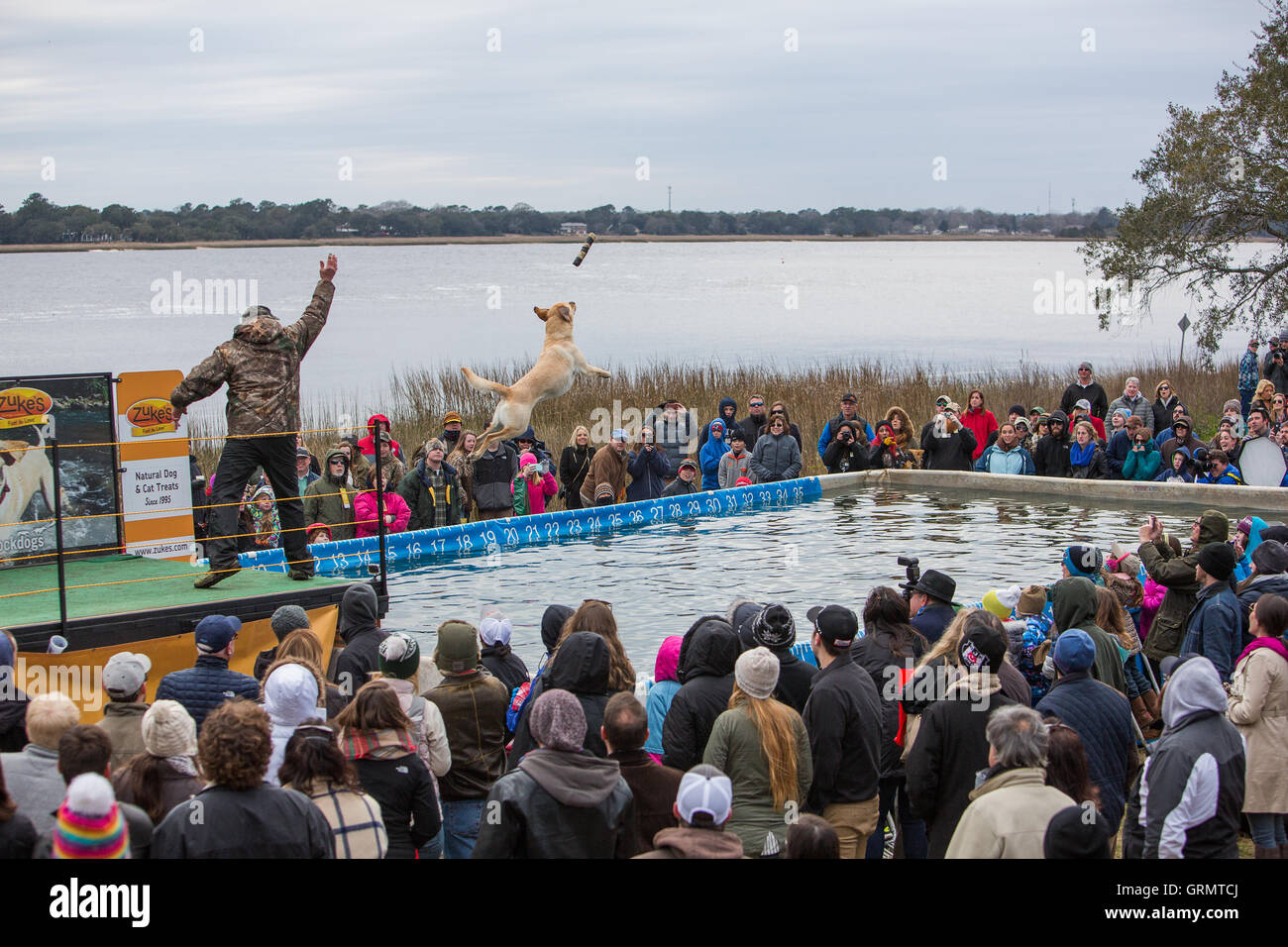 Dock-Hund Springprüfung in Charleston, South Carolina. Hunde können bis zu 30 Fuß aus dem Dock springen. Stockfoto