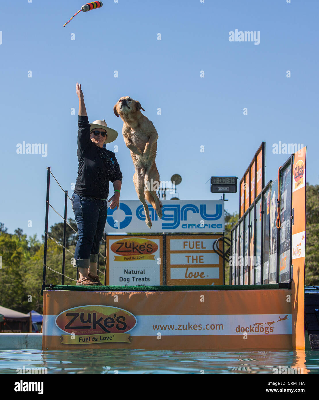 Dock-Hund Springprüfung in Charleston, South Carolina. Hunde können bis zu 30 Fuß aus dem Dock springen. Stockfoto