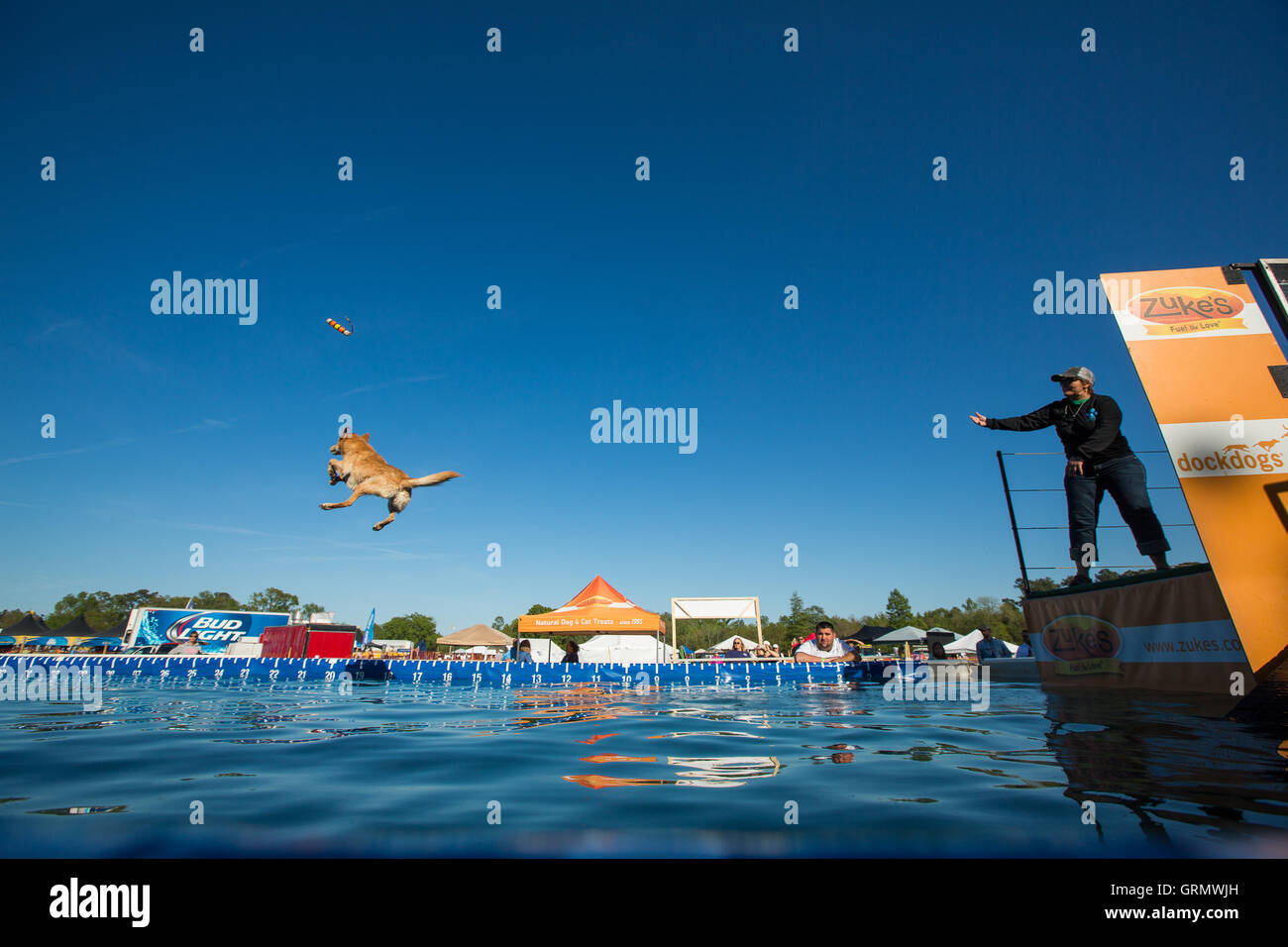 Dock-Hund Springprüfung in Charleston, South Carolina. Hunde können bis zu 30 Fuß aus dem Dock springen. Stockfoto