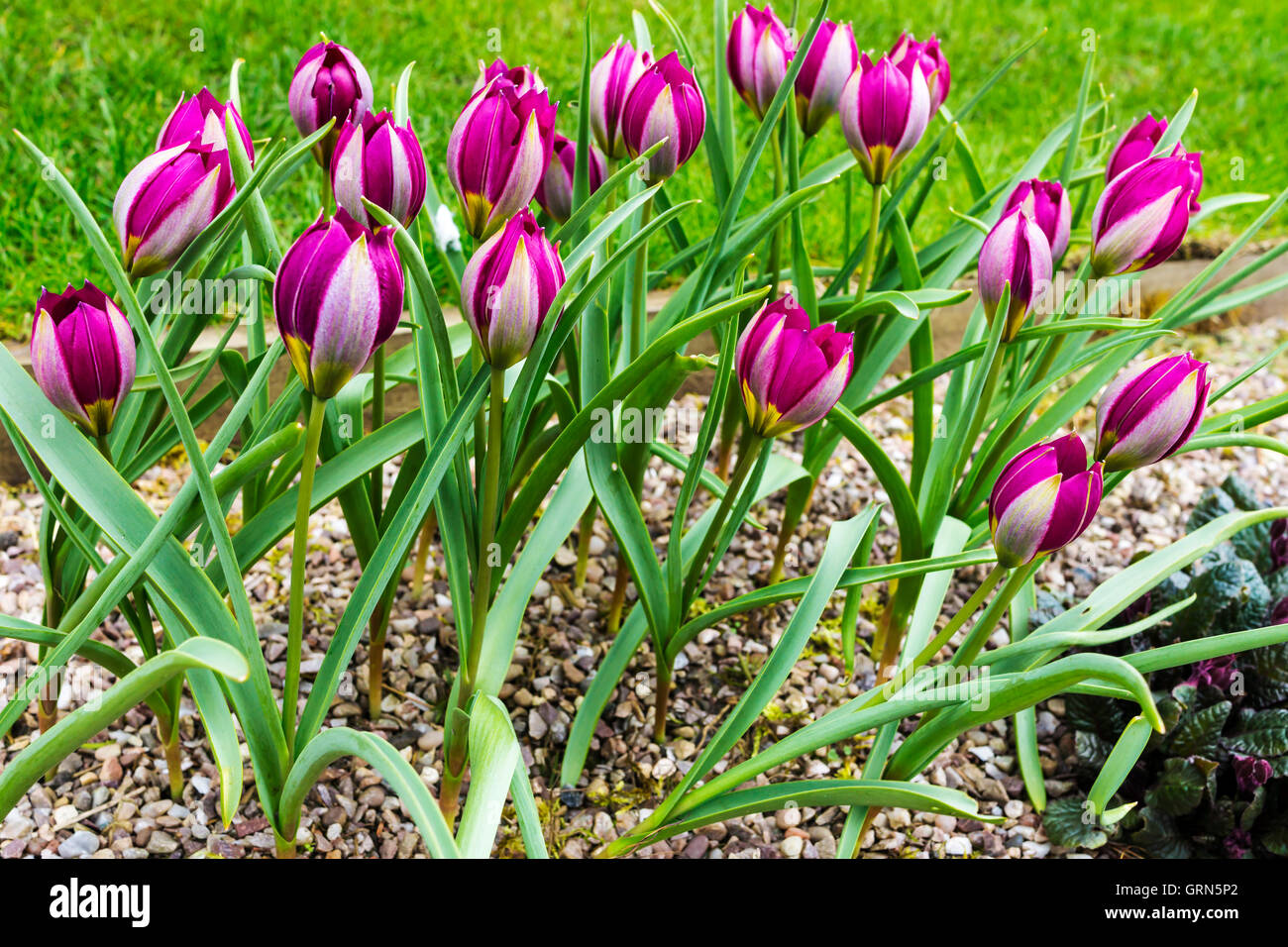 Lila Zwerg Tulpen Tulipa Humilus Odaliske in einem Garten. Stockfoto